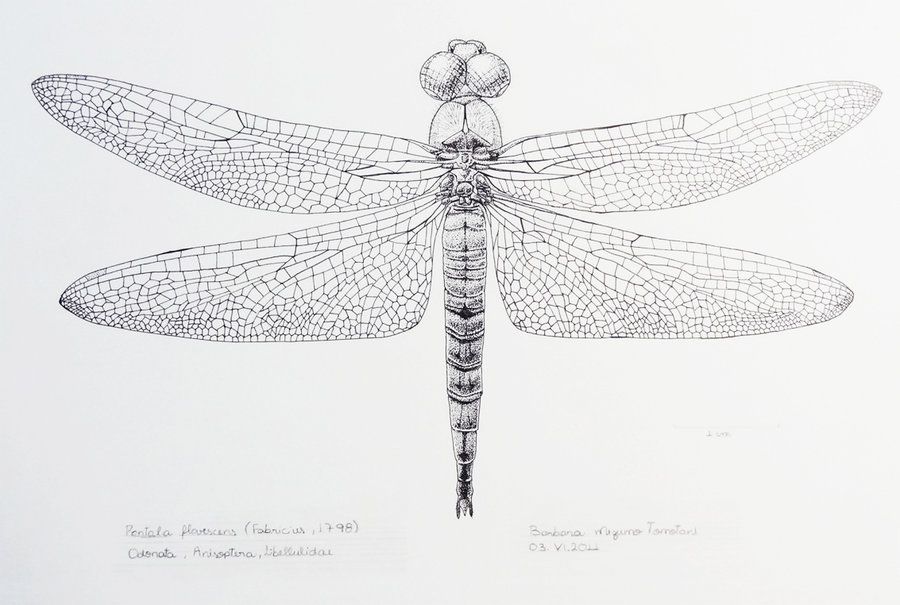 900x605 scientific illustration dragonfly - Dragonfly Scientific Drawing