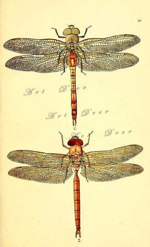 481x792 dragon fly print vintage dragonfly art an antique scientific - Dragonfly Scientific Drawing