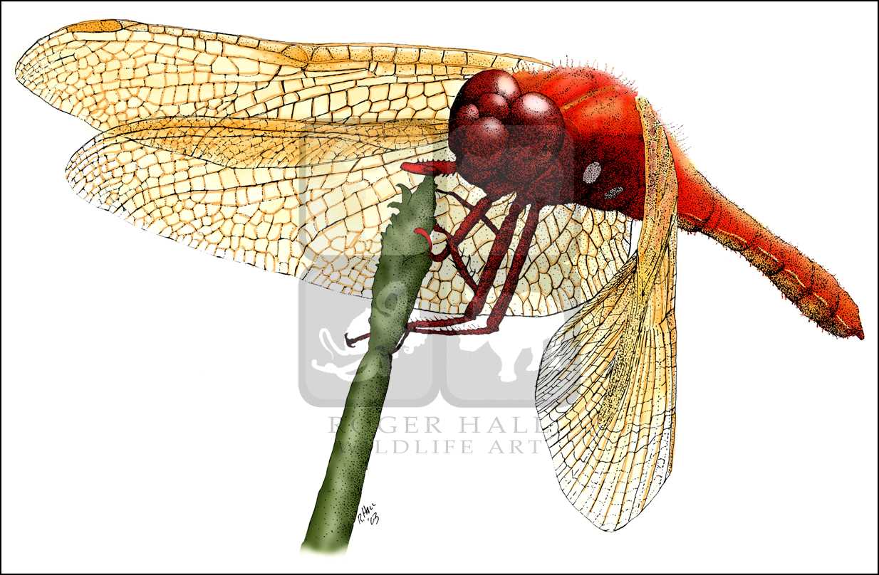 1234x808 Dragonflies Full Color Line Art Illustrations - Dragonfly Scientific Drawing