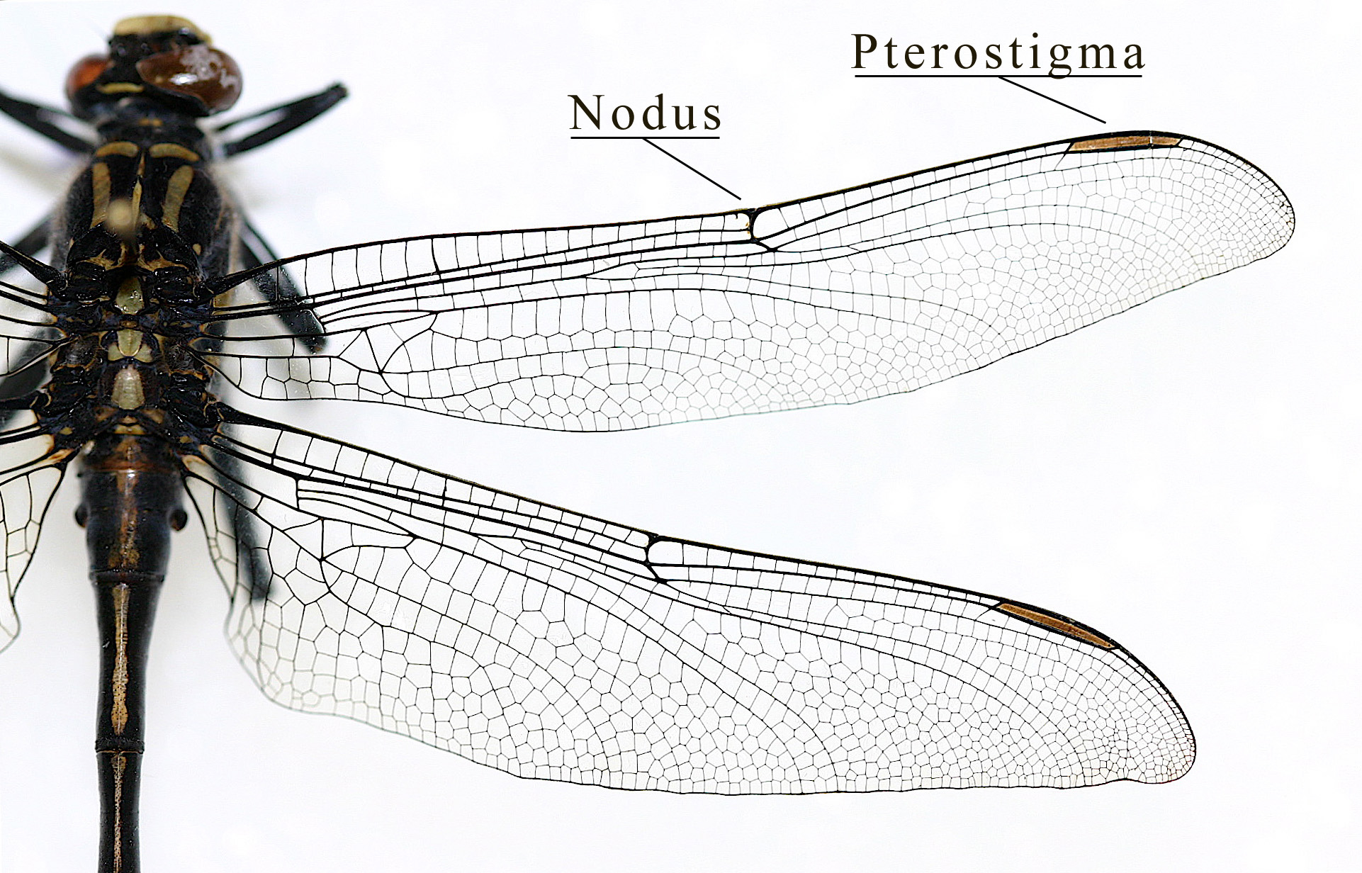 1922x1232 Insect Wing - Dragonfly Wings Drawing