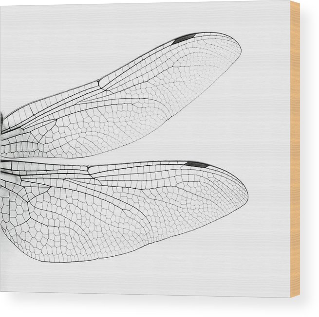 655x652 Macro Dragonfly Wings Wood Print - Dragonfly Wings Drawing