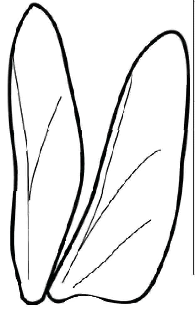 621x993 Dragonfly Wings Pattern Rlku - Dragonfly Wings Drawing