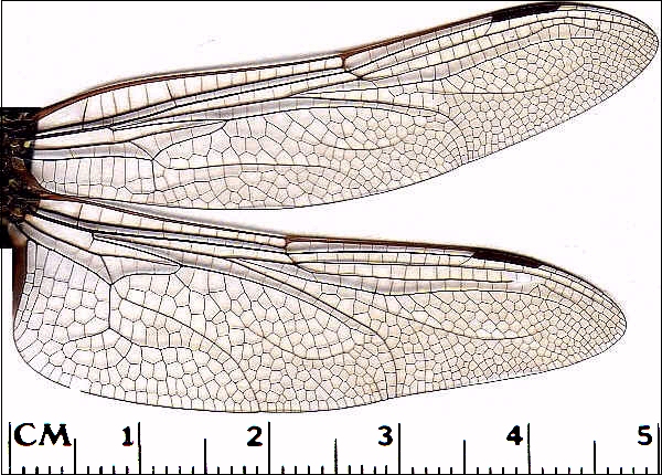 600x430 Luther Vandross Dragonfly Wings Drawings - Dragonfly Wings Drawing