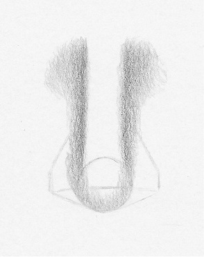 294x370 How To Draw A Nose From The Front Easy Steps Rapidfireart - Drawing