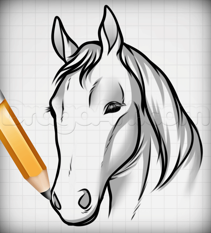 699x773 Draw Horse Heads And Faces, Step - Drawing