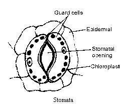 249x207 Draw The Diagram Of Stomata And Write The Names Of Cell - Drawing A Diagram
