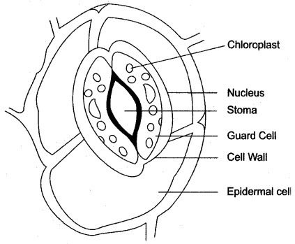 423x349 What Is Stomata Draw The Diagram To Show Its Structure - Drawing A Diagram