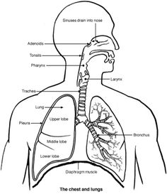 236x273 Draw It Neat How To Draw Lungs Diagram It's A Beautiful Day - Drawing A Diagram