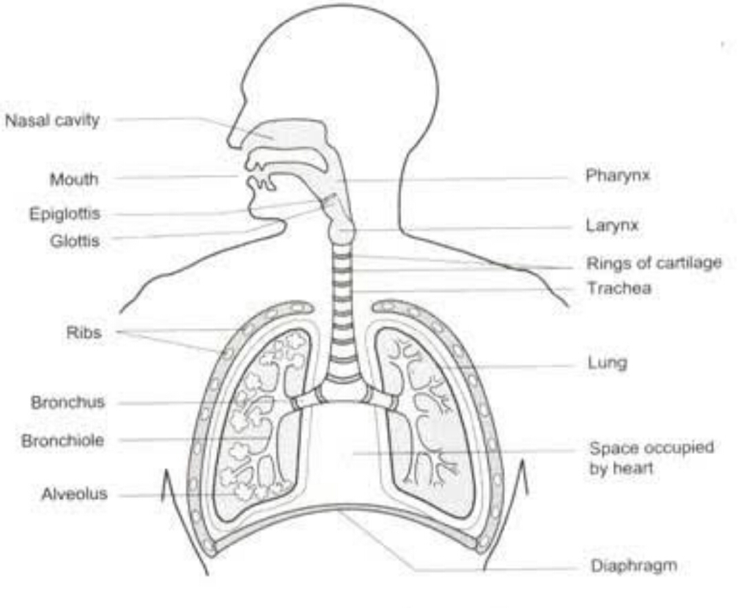 1080x884 Draw A Diagram Of Respiratory System And Label The Following - Drawing A Diagram