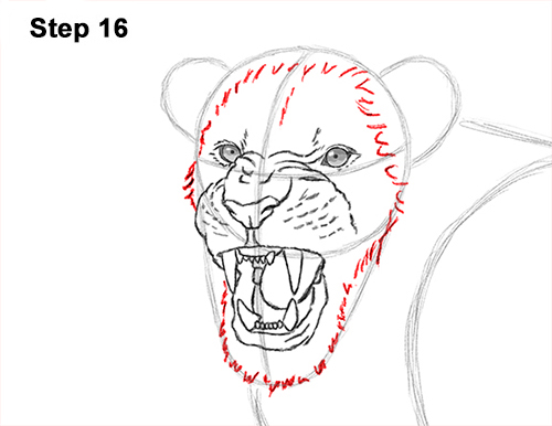 500x386 How To Draw A Lion Roaring - Drawing A Lion Face Step By Step