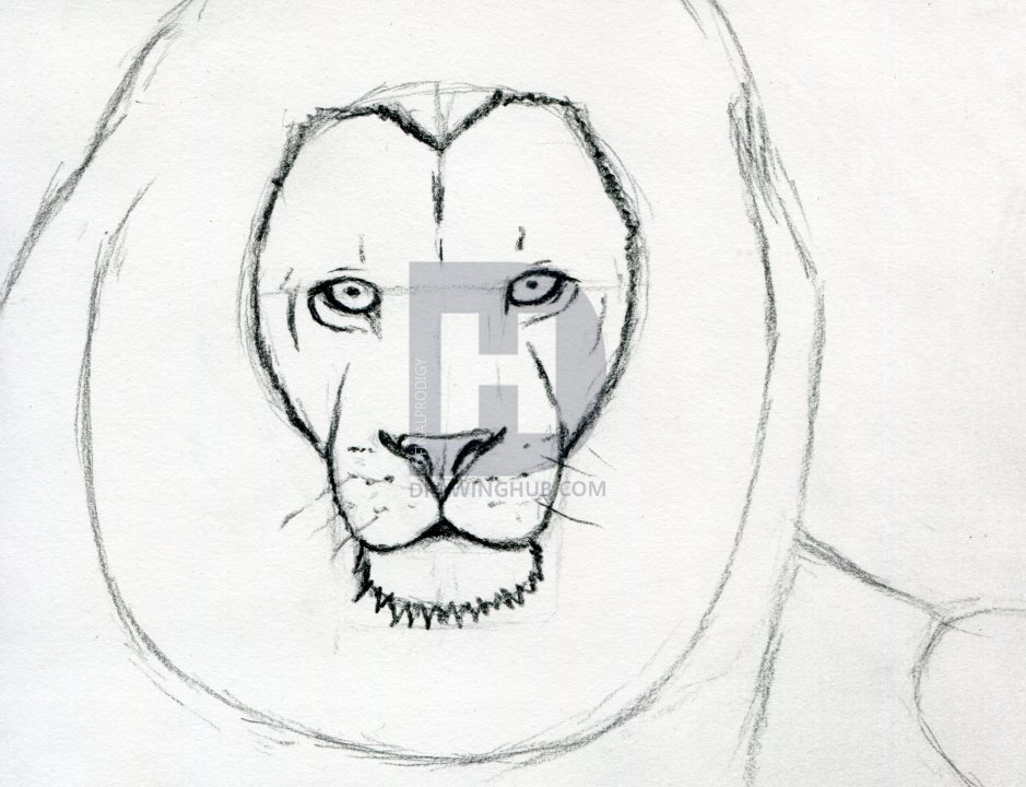 939x720 How To Sketch A Lion, Step - Drawing A Lion Face Step By Step
