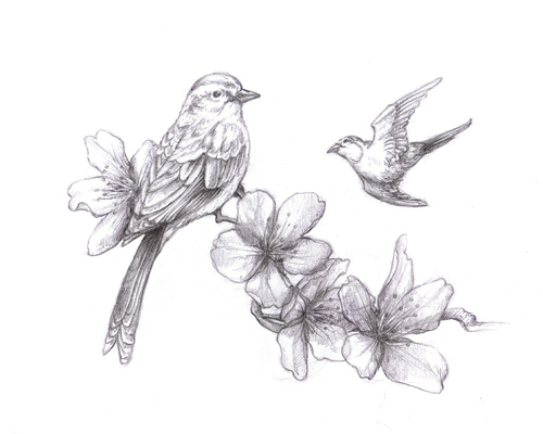 500x400 Cherry Blossom Draw - Drawing A Search