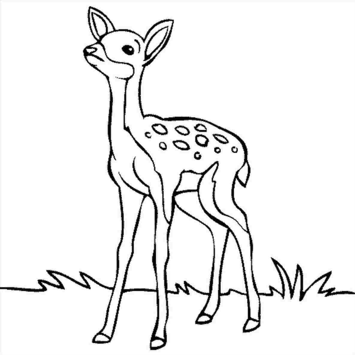 1185x1185 Deer Drawing - Drawing A Search