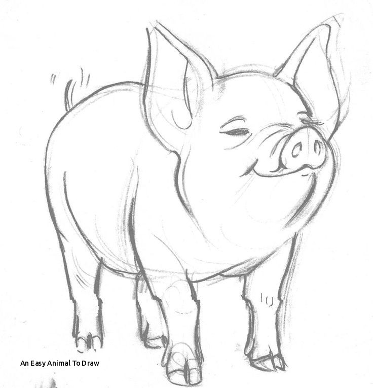 736x765 An Easy Animal To Draw Cute Pig Pencil Drawing Google Search My - Drawing A Search