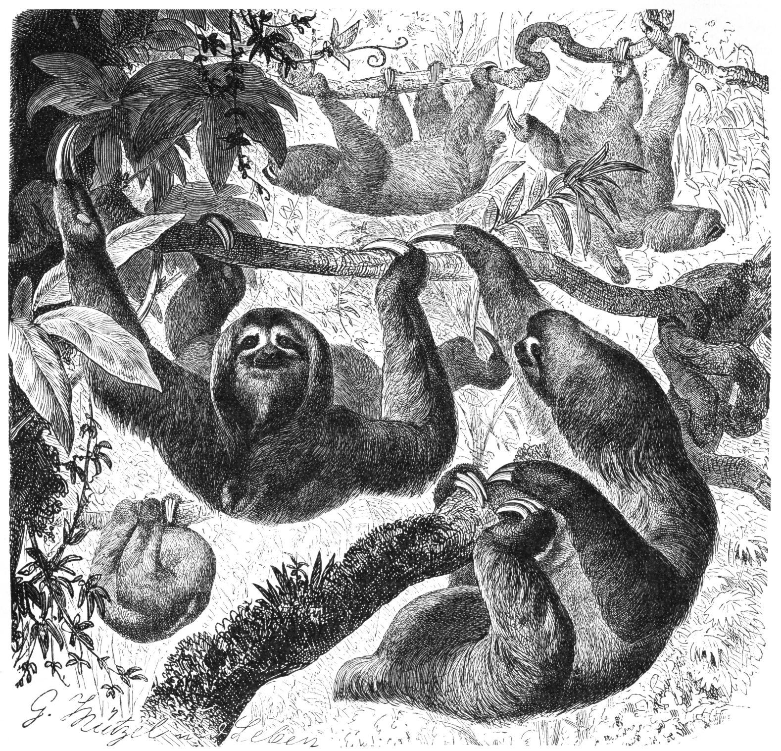 1578x1516 Fileai Drawing - Drawing Ai