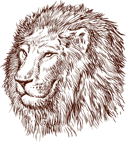 500x560 Hand Drawing Lion Vector Free Vector In Adobe Illustrator - Drawing Ai