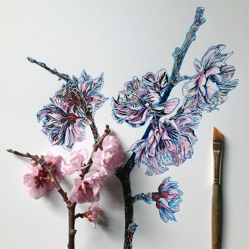 800x800 Flowers In Progress Scientific Illustrator Taunts Us With Spring - Drawing Art Flowers