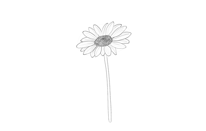 700x448 How To Draw Flowers The Innocent And Cheerful Daisy - Drawing Art Flowers