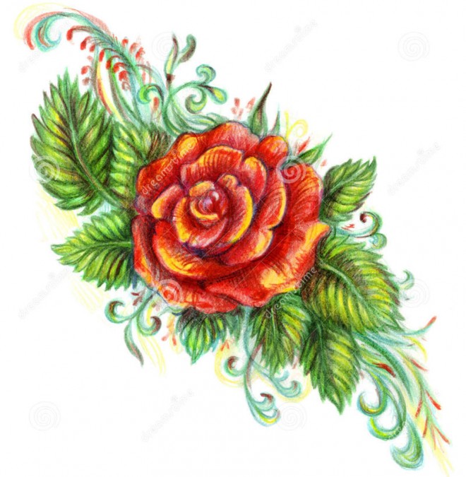 660x675 Beautiful Flower Drawings And Realistic Color Pencil Drawings - Drawing Art Flowers