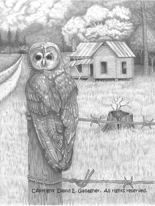600x800 Barn Owl - Drawing Art Prints