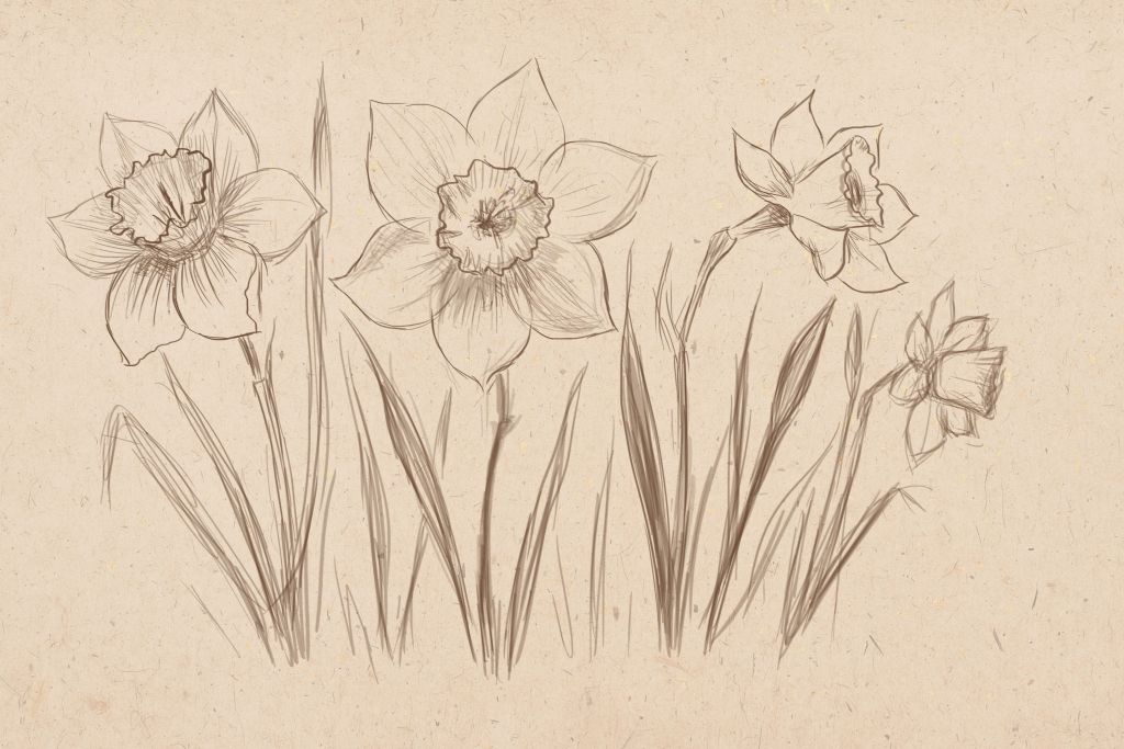 1024x683 How To Draw A Daffodil - Drawing Artist Drawings