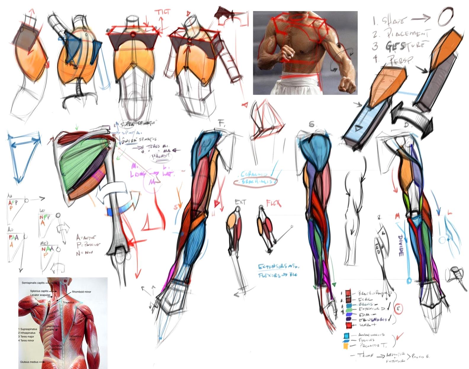 1584x1245 How To Draw Human Figure, Download Book Sky Rye Design - Drawing Book Download