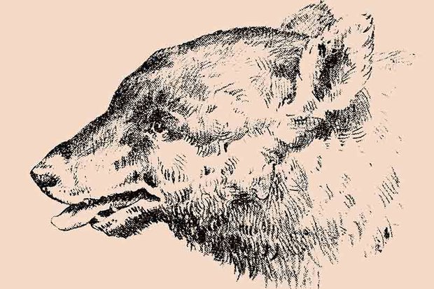 620x413 brain teaser can you find what's hidden in this bear in viral - Drawing Brain Teasers