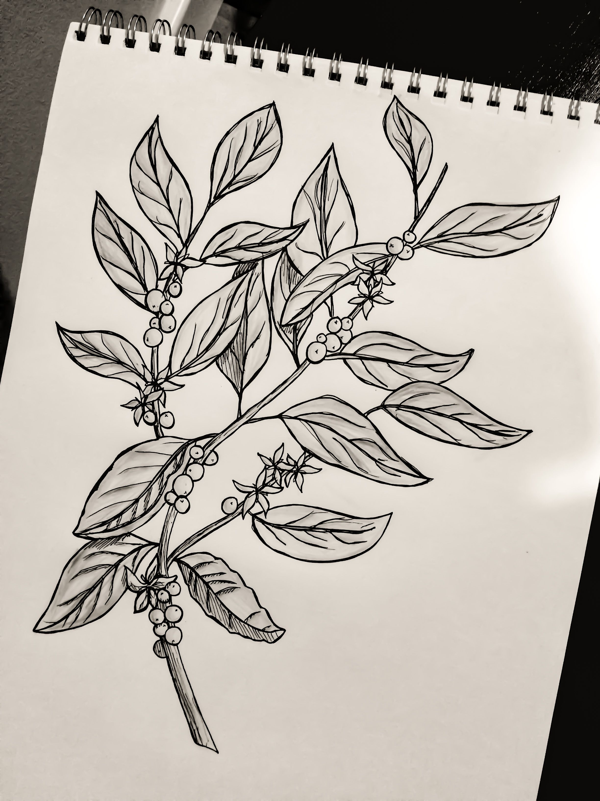 2448x3264 Coffee Plant Drawing Tattoos Coffee Tattoos, Plant Tattoo - Drawing Cafe