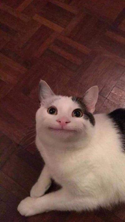 400x711 Polite Cat Know Your Meme - Drawing Cat Faces On A Person