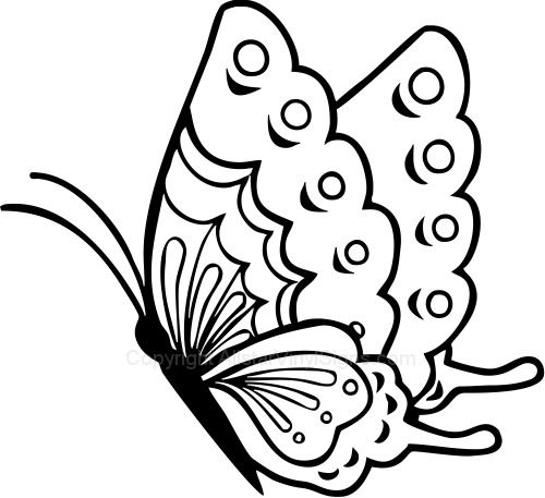 500x457 Butterfly Lifecycle Drawing Clipart Collection - Drawing Clipart