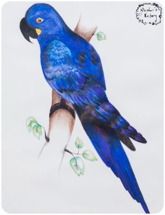 630x818 Drawing Colour Collection On Behance - Drawing Colour