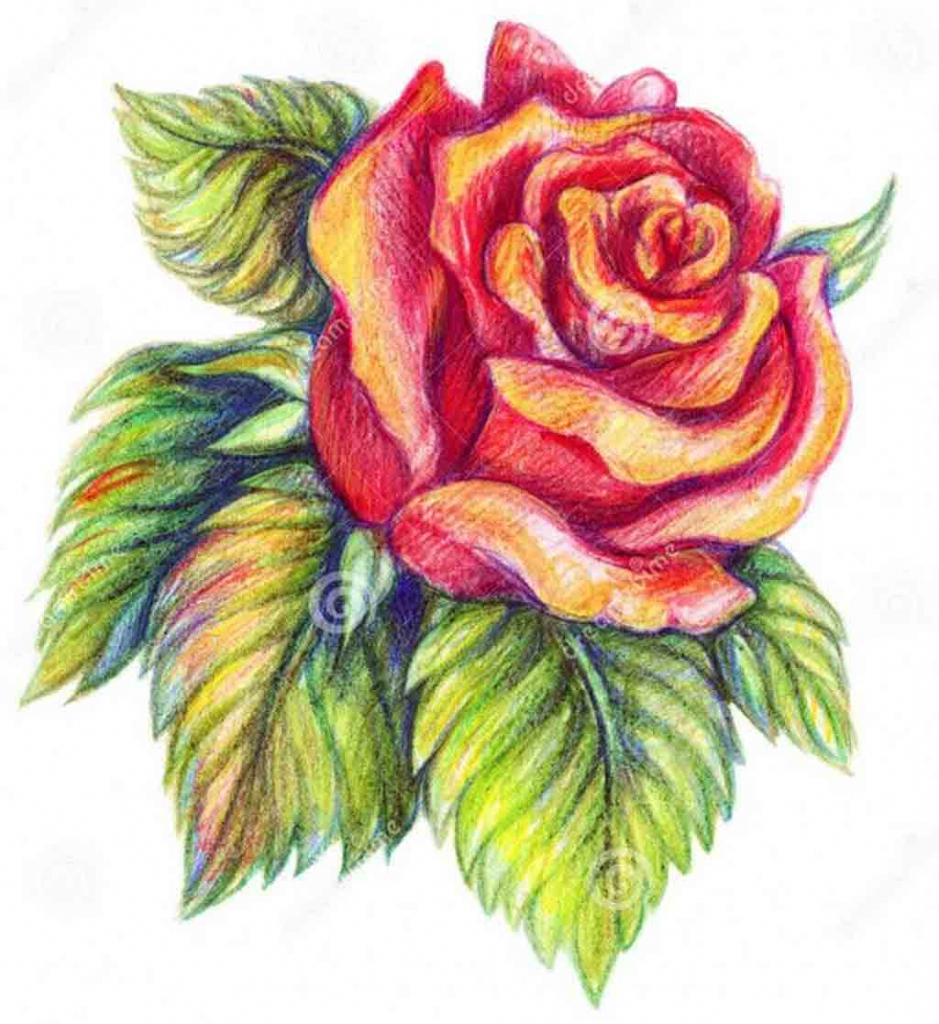 939x1024 Flowers Color Drawings And Flower Color Drawing Colour Drawing - Drawing Colour
