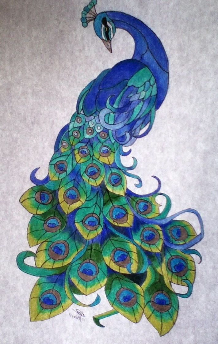 711x1123 Peacock Drawing Color - Drawing Colour