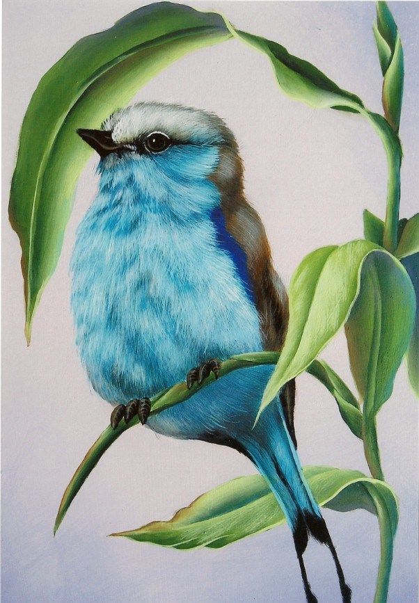 602x867 Amazing Colored Pencil Bird Birds Art - Drawing Colour