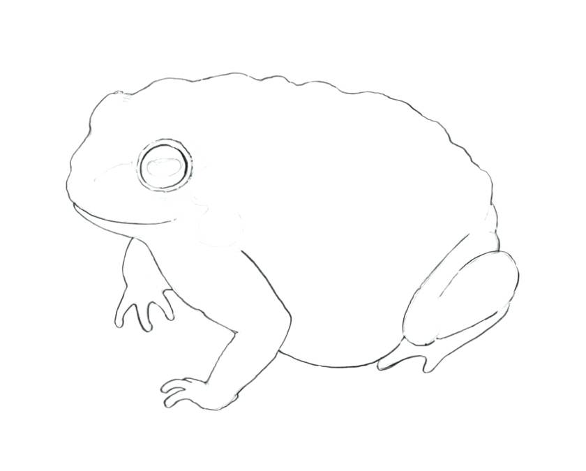 840x675 Simple Toad Drawing Cateringsingapore Club - Drawing Contour Lines Worksheet