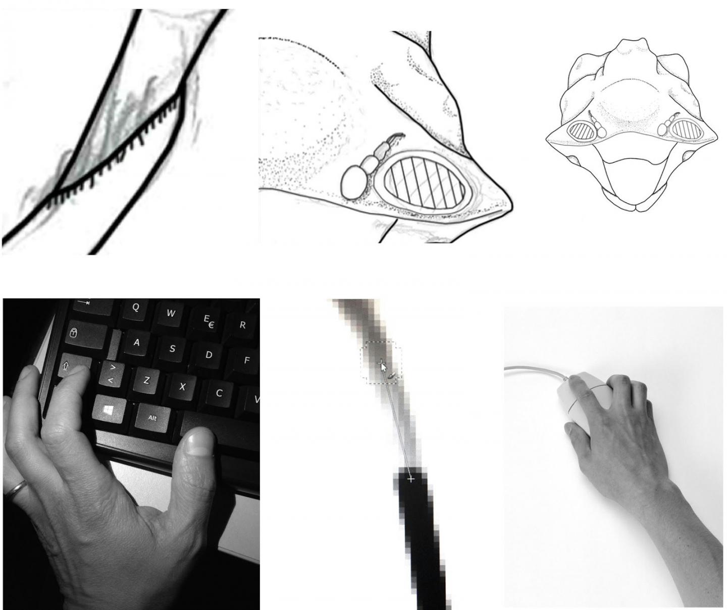 1440x1210 Field Notes A Tool For Making Digital Species Drawings - Drawing Credit