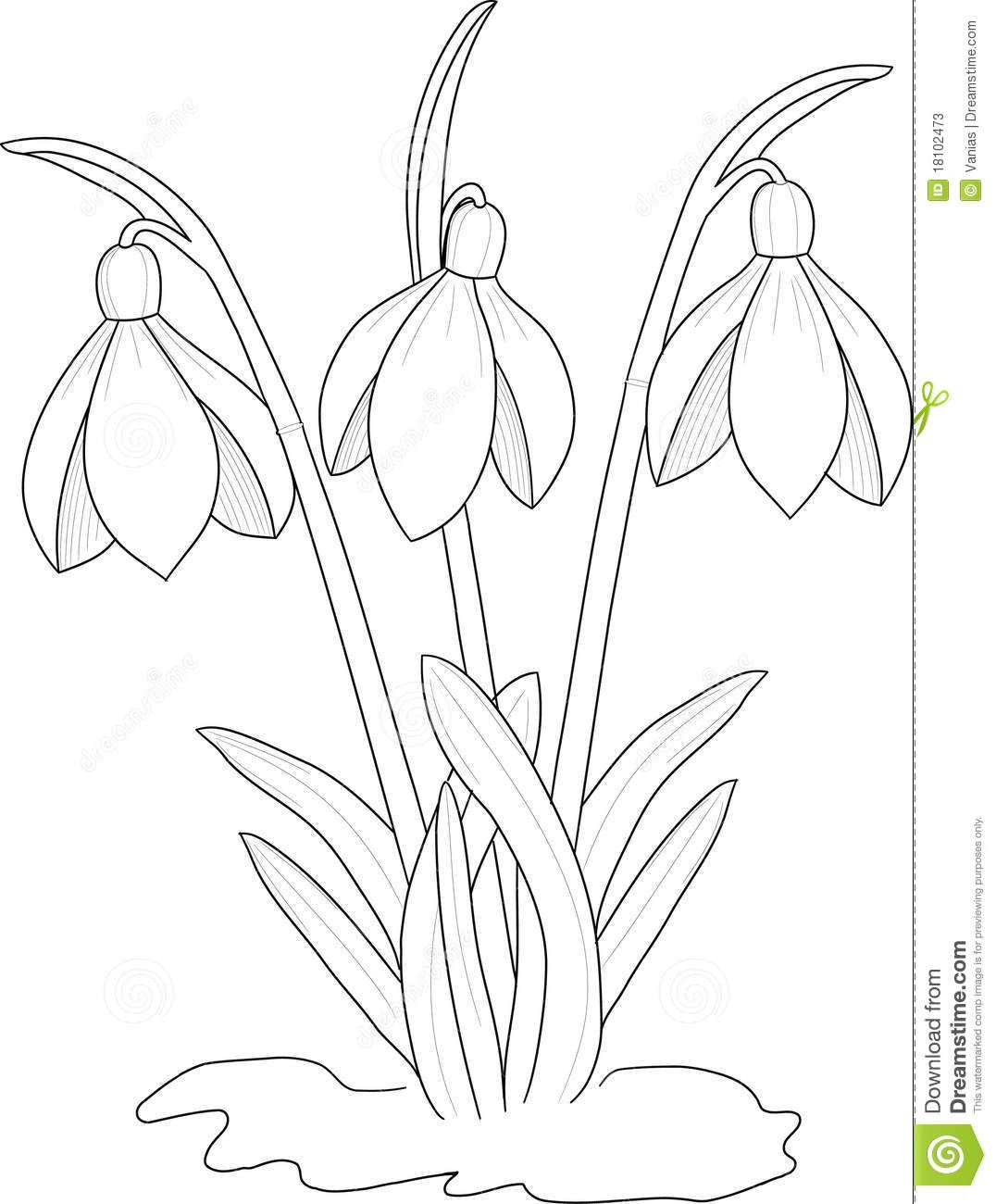 1076x1300 Snowdrops Drawing - Drawing Download