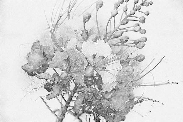 600x400 Mexican Bird Of Paradise - Drawing Effect