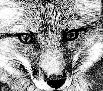 340x302 Online Drawing And Sketch Photo Effect Generators - Drawing Effect