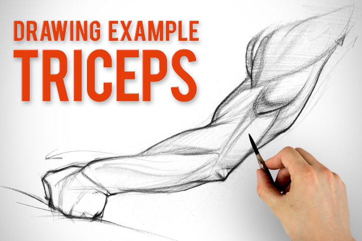 720x480 How To Draw Arms Triceps Assignment Example Proko - Drawing Examples