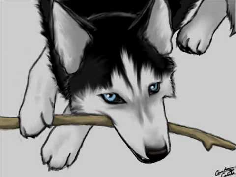 480x360 Husky Drawing Contest Entry - Drawing Expert