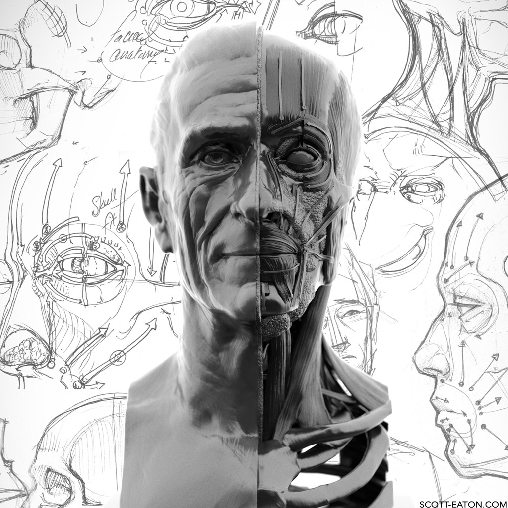 1024x1024 Portraiture Facial Anatomy Online Scott Eaton - Drawing Face Online