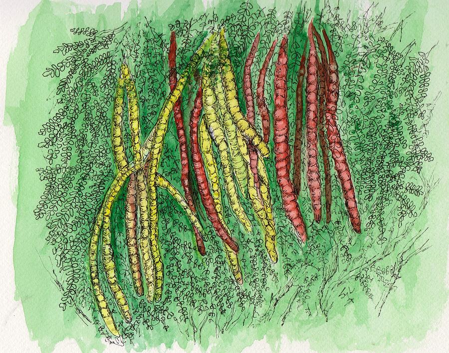 900x708 Fiesta Mesquite Beans Drawing - Drawing Fiesta