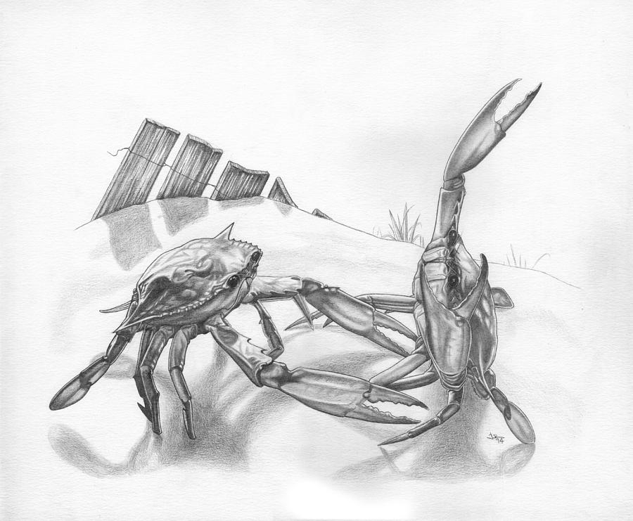 900x741 beach crab fight drawing - Drawing Fight
