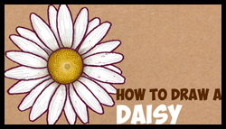 250x143 How To Draw Flowers Drawing Tutorials Drawing How To Draw - Drawing Flowers For Beginners