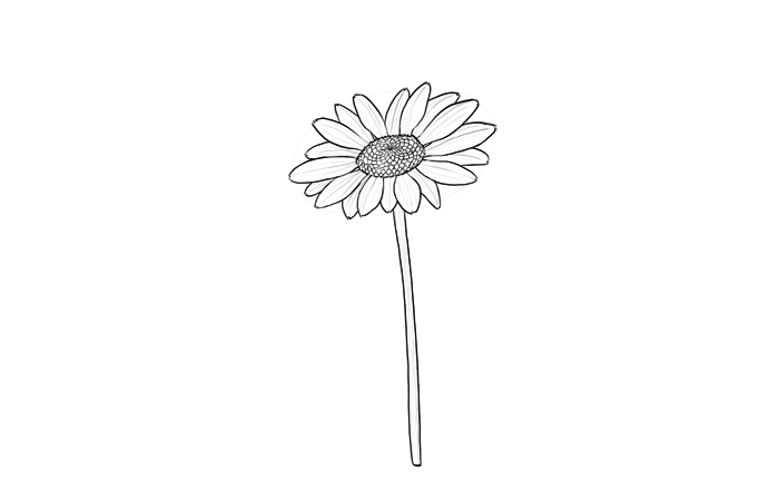 700x448 How To Draw Flowers The Innocent And Cheerful Daisy - Drawing Flowers For Beginners