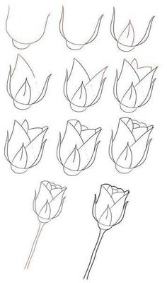 Drawing Flowers For Beginners at PaintingValley.com | Explore ...