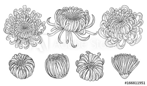 500x292 Chrysanthemum Vector On Brown Background Chrysanthemum Flower - Drawing Flowers Tattoo