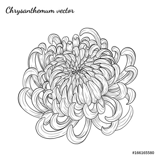 500x500 Chrysanthemum Vector On White Background Chrysanthemum Flower - Drawing Flowers Tattoo