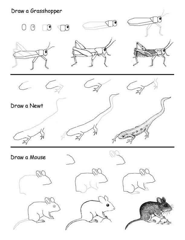 612x792 Drawing Food Webs With Own Animal Art - Drawing For Food